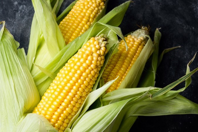 Maidstone Museum will host a corn roast Sept. 8 at the museum.