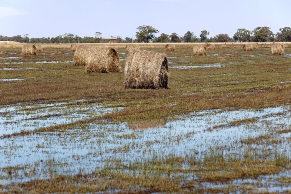 Moisture Conditions bales