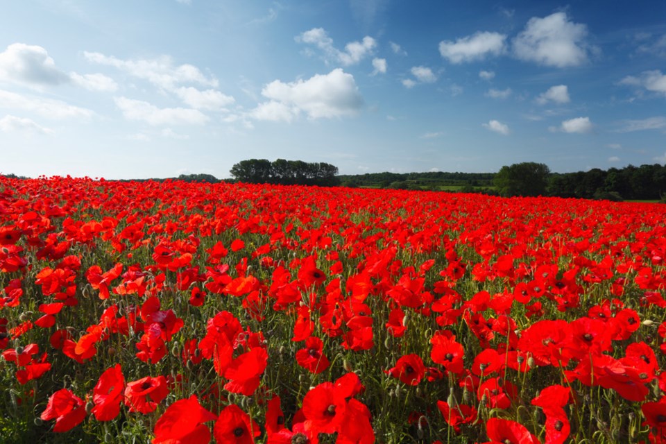 poppies-getty