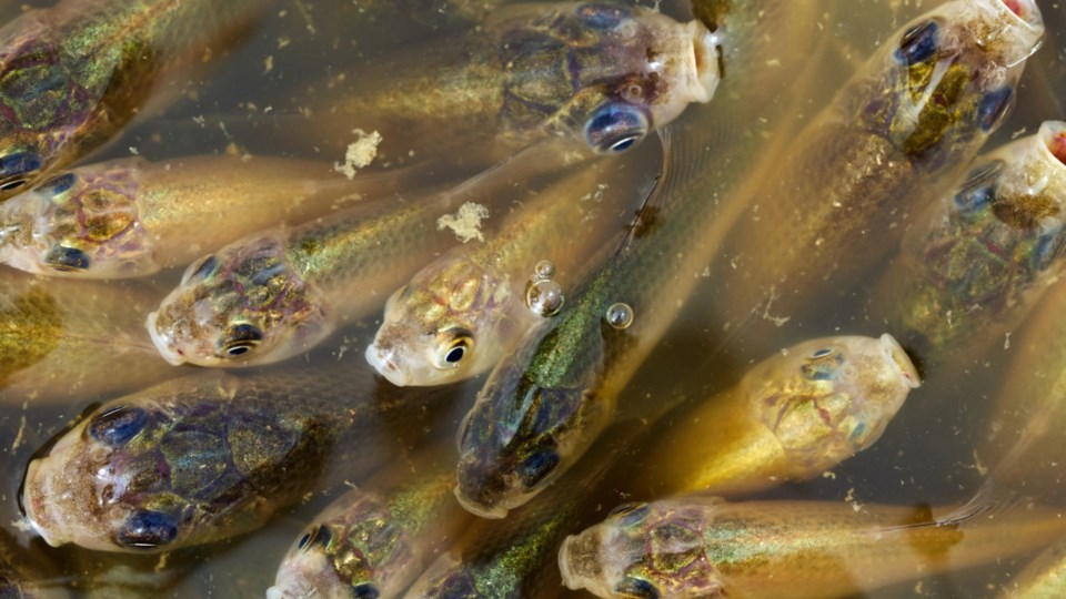 prussian-carp-juveniles