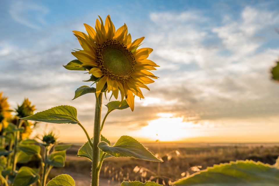 sunflowers stock