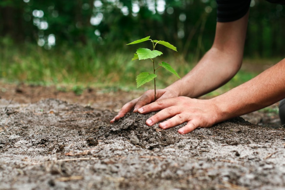 tree planting