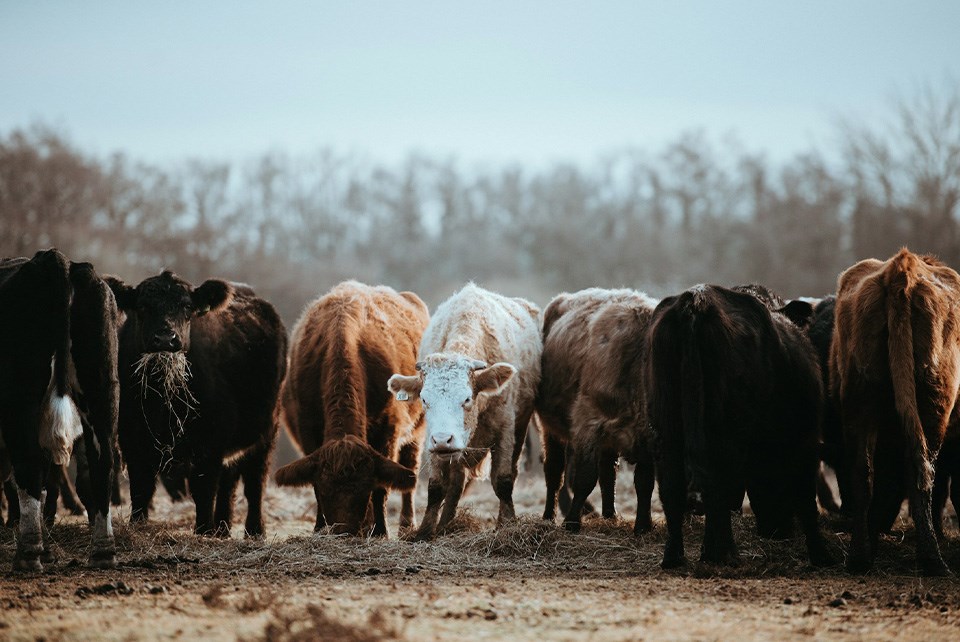 cattle-unsplash