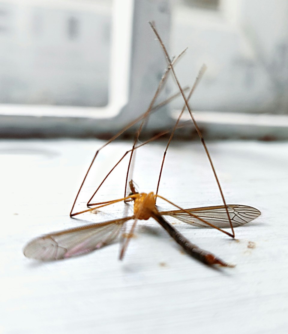 mosquito-unsplash