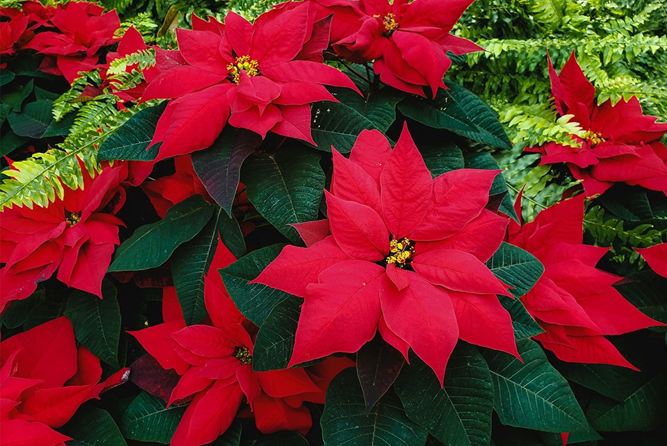 poinsettia-unsplash