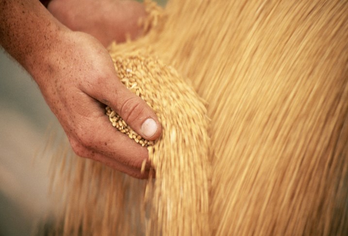 wheat unloading