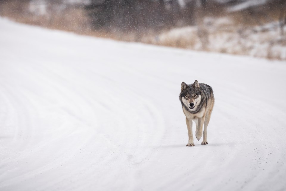 wolf prairie winter stock