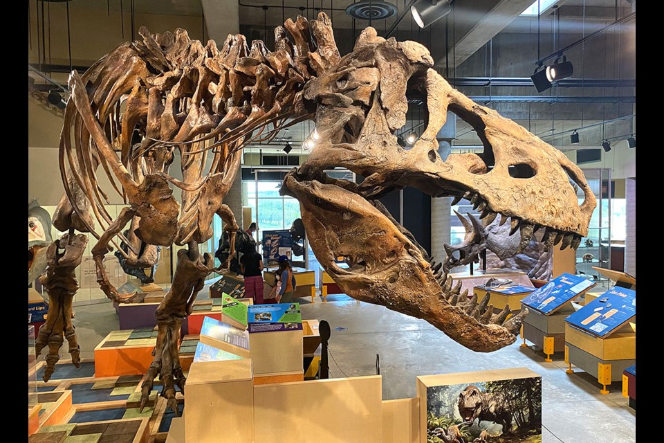 The T.rex Discovery Centre in Eastend is home to the world's largest T.rex.