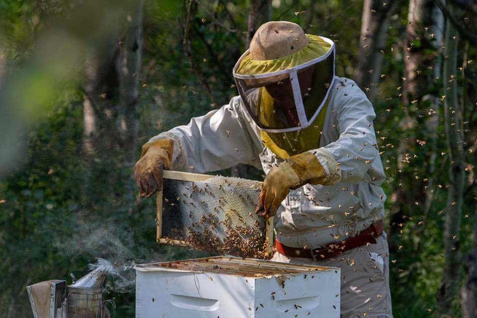 Researcher uses honey bees to study fetal alcohol spectrum disorder