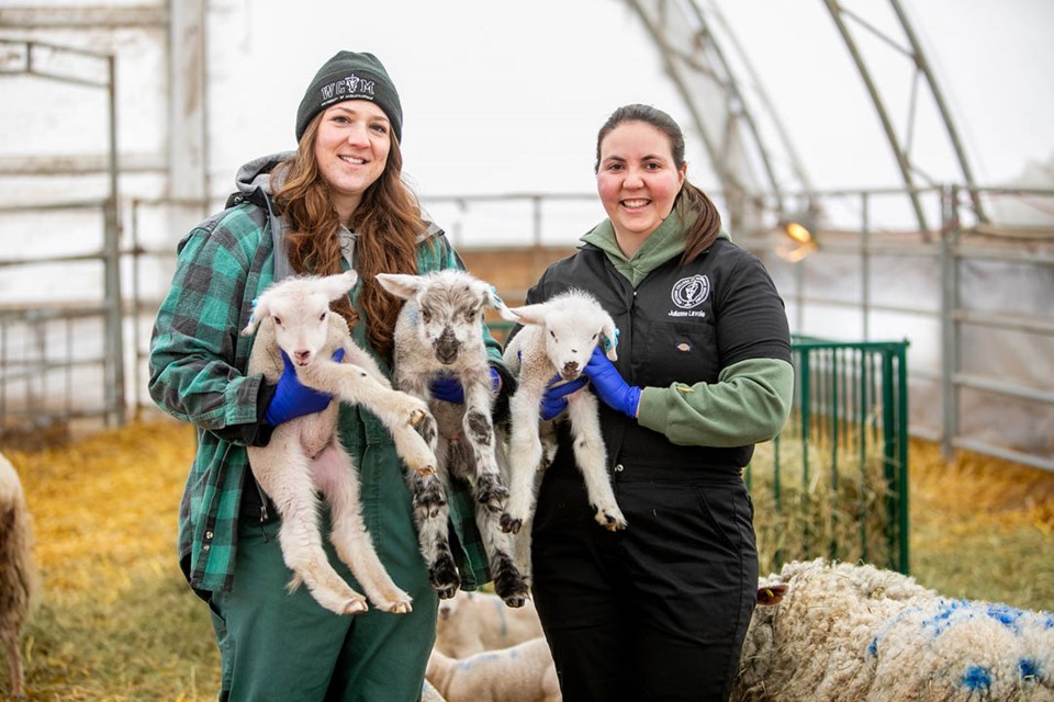 baby-goats