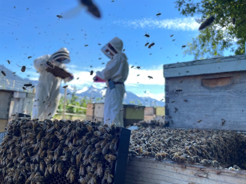 busy-day-in-a-bc-bee-yard-body