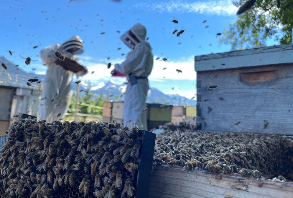 busy-day-in-a-bc-bee-yard