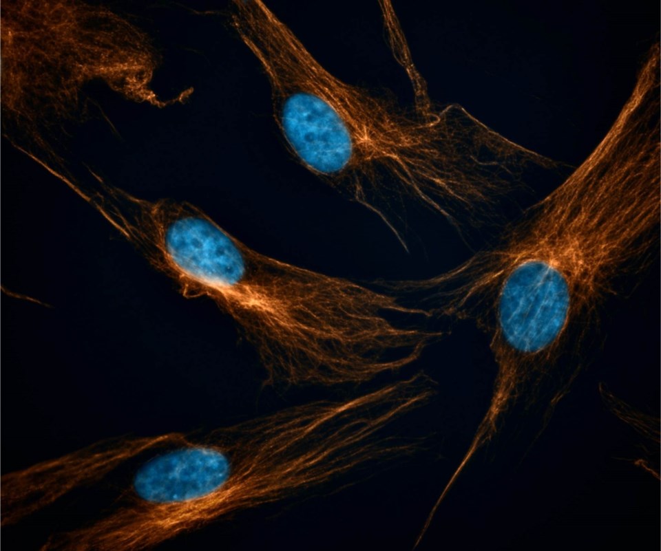 the-hidden-universe-inside-us