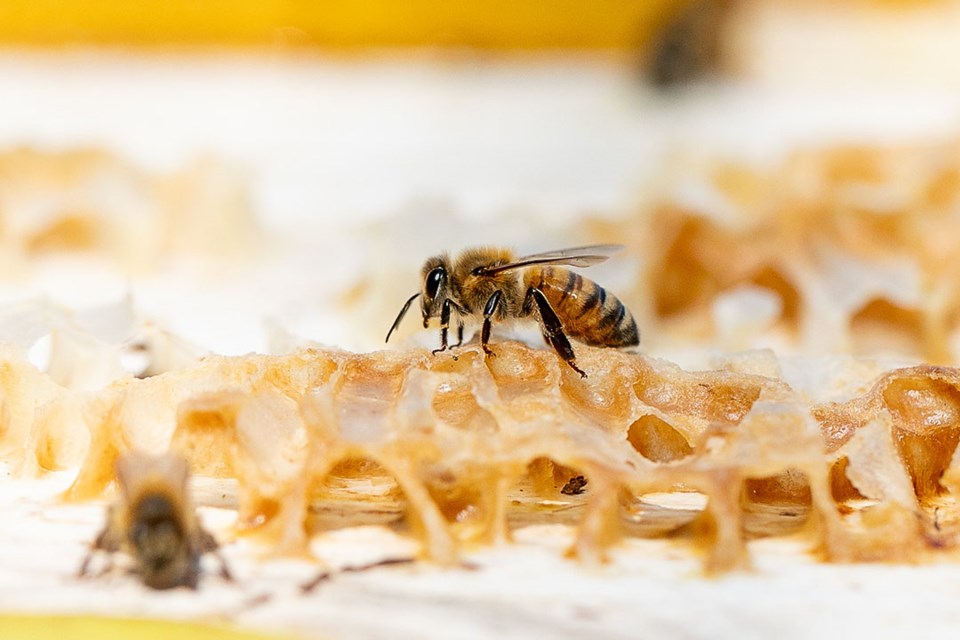 to-bee-or-not-to-bee