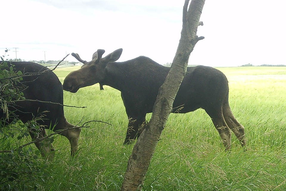 moose-1