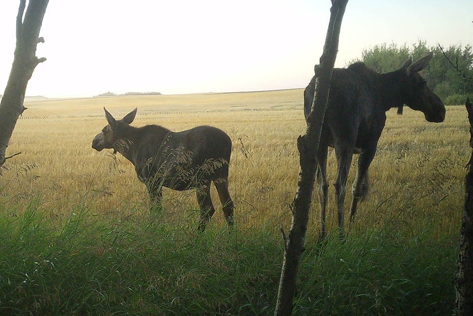 moose-2