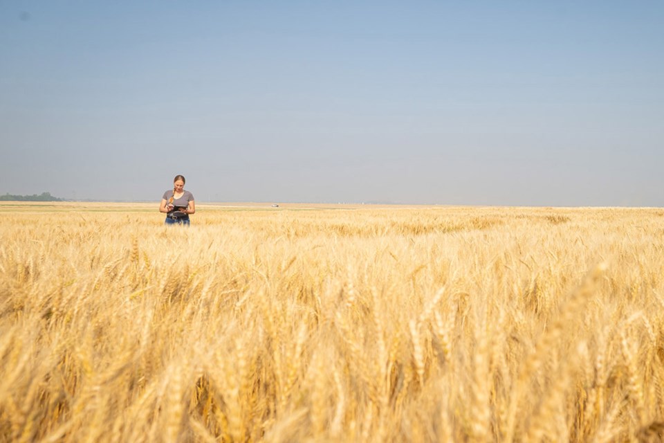 wheat-usask-0125