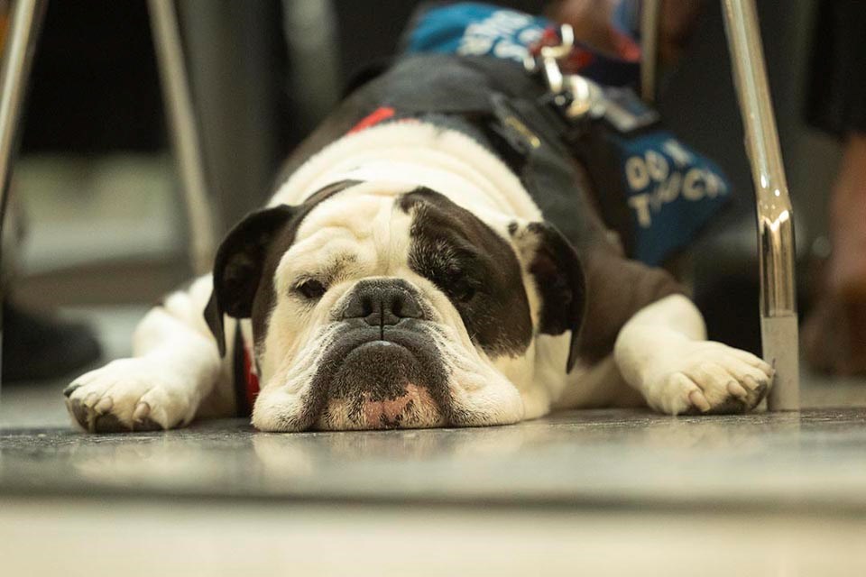 molly_dog