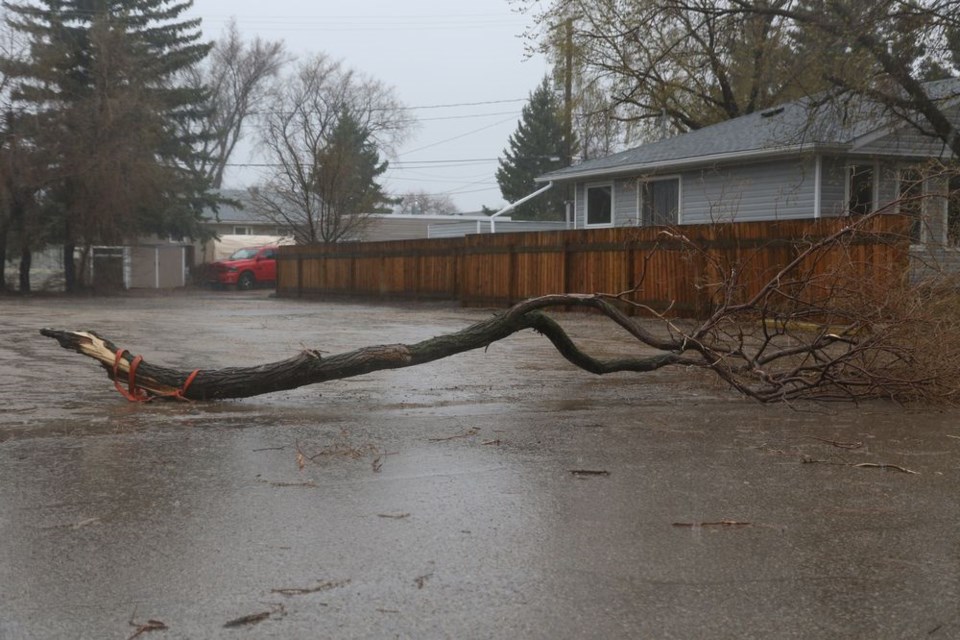 In the early hours of May 13 driving rains and gusty winds ripped through Canora causing significant damage, bringing down large portions of trees and creating obstacles for motorists. 