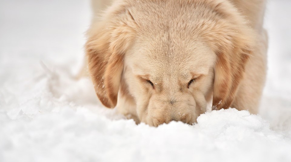 dog in snow