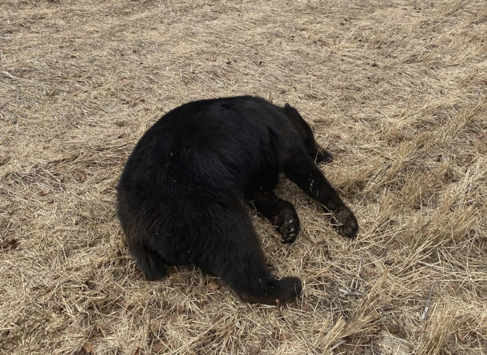 authorities-investigating-illegal-killing-of-black-bear-near-sheho_resized_1