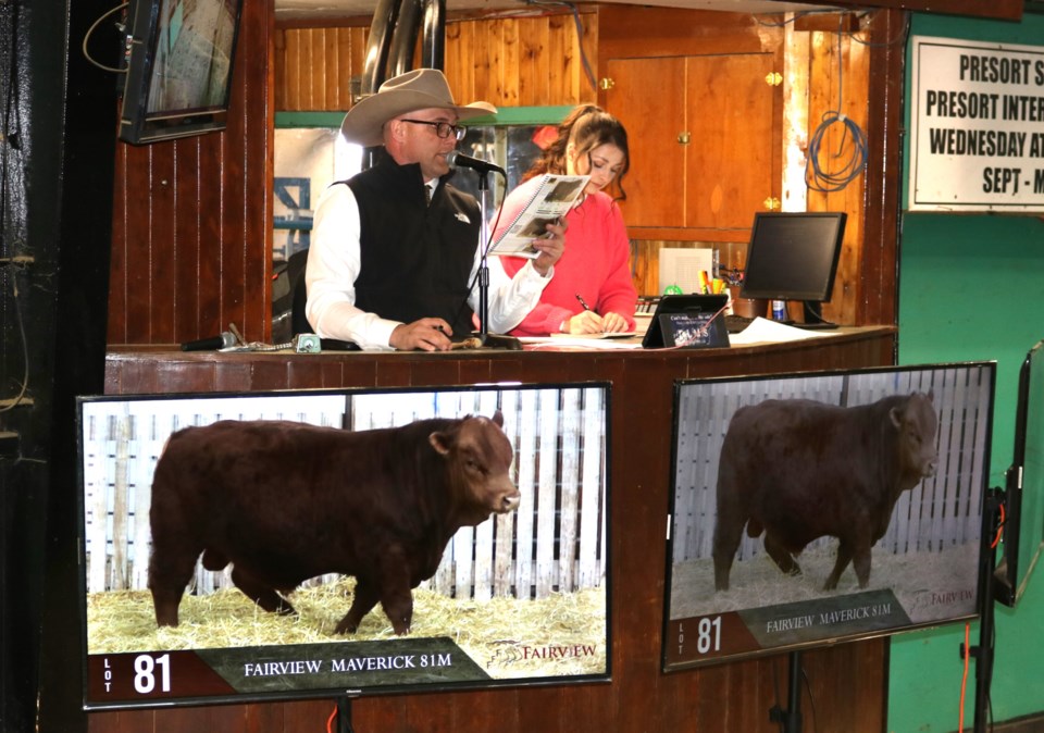 x-all-breeds-bulls-sale-1