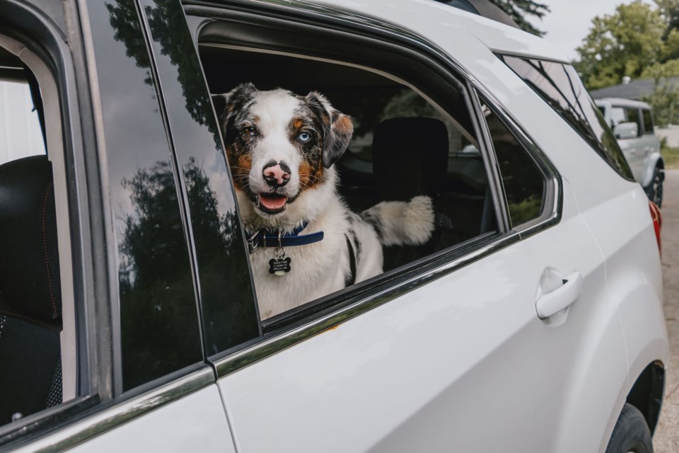 20230731-dog-in-car