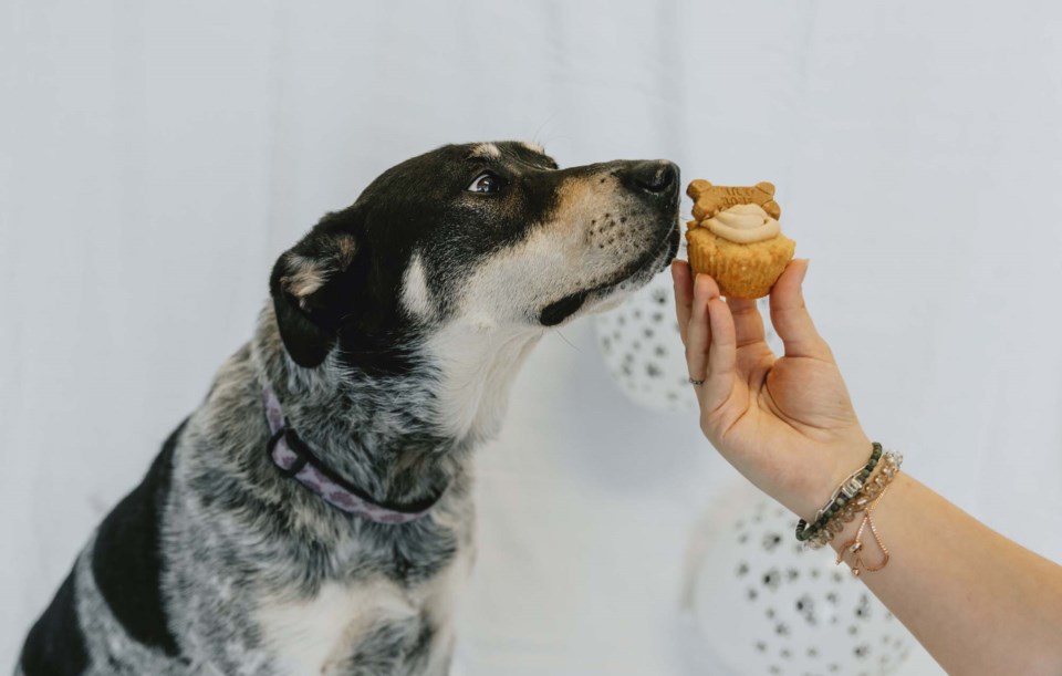 20240129-ospca-cupcake-day