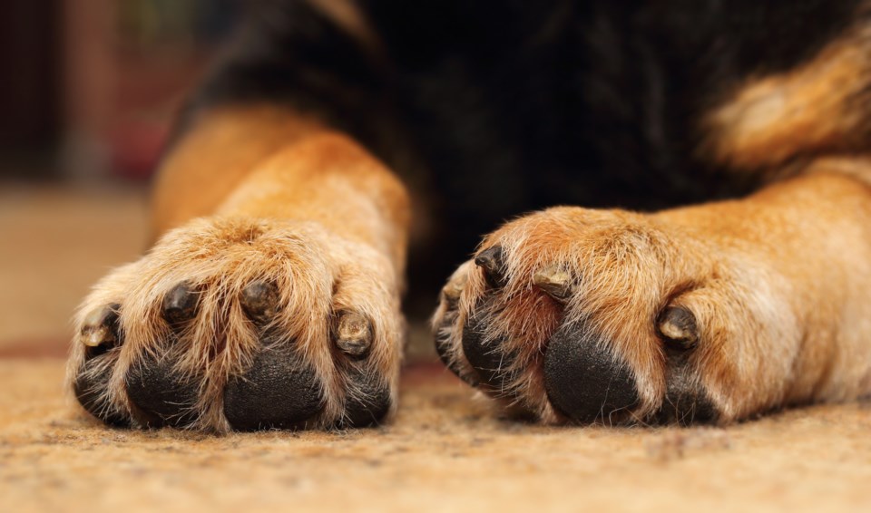 Show off art of your furry friends to raise funds for animals near and far - Sault Ste. Marie News Show off art of your furry friends to raise funds for animals near and far - Sault Ste. Marie News