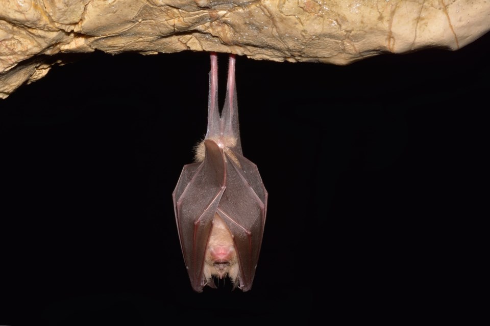 bat hanging AdobeStock