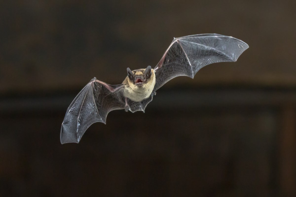 Bat found in Aldershot tests positive for rabies