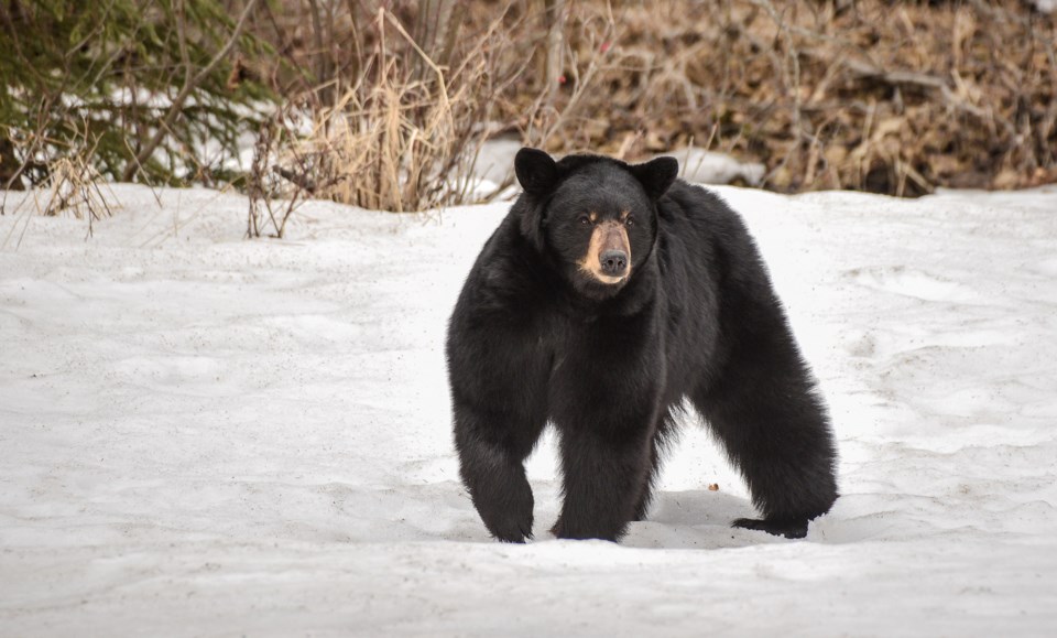 black bear AdobeStock_146162818