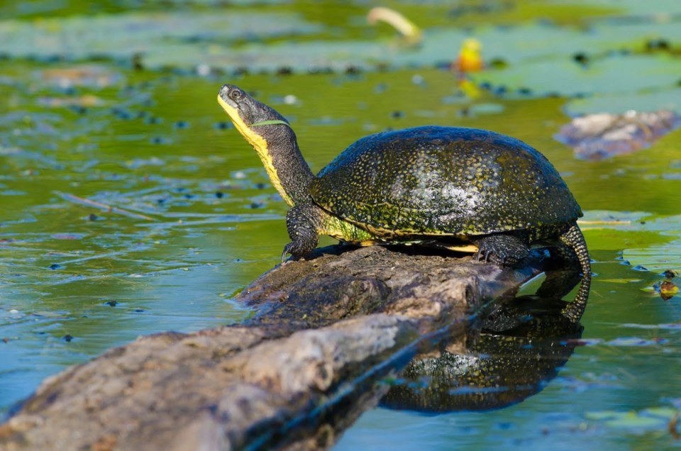 Blandings turle