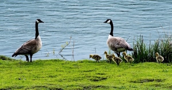 Canada geese