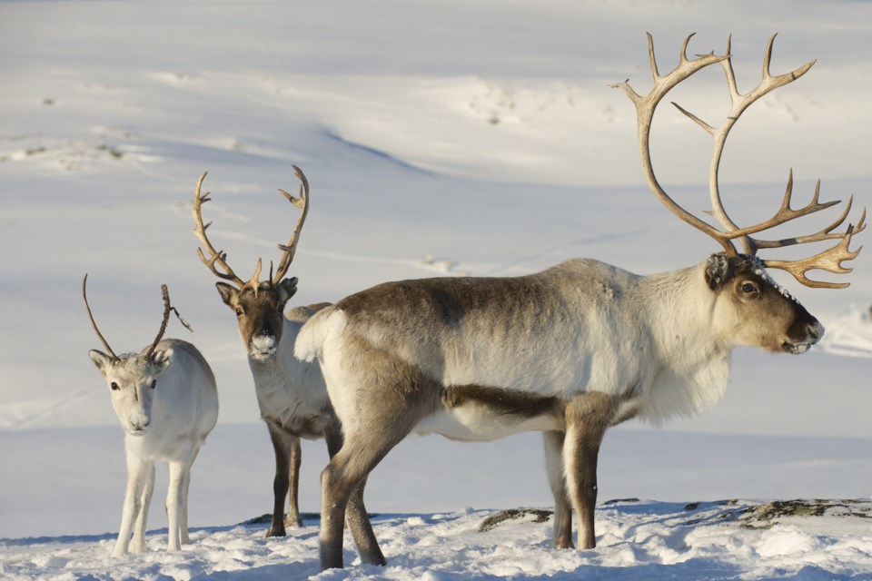 Caribou AdobeStock