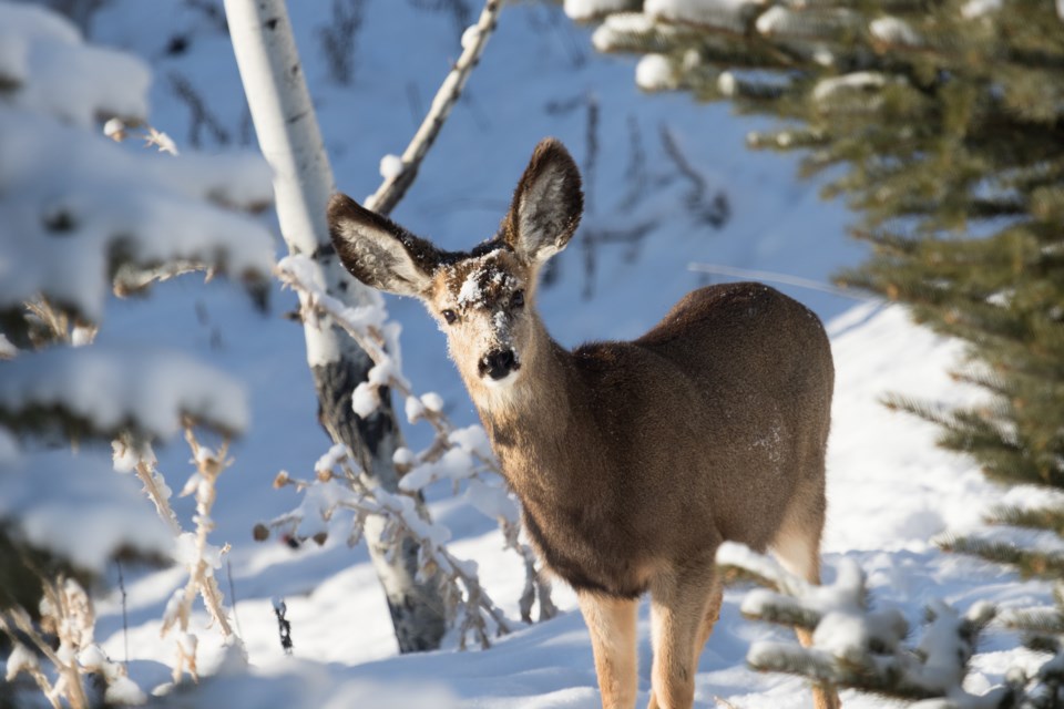 deer AdobeStock_172193357