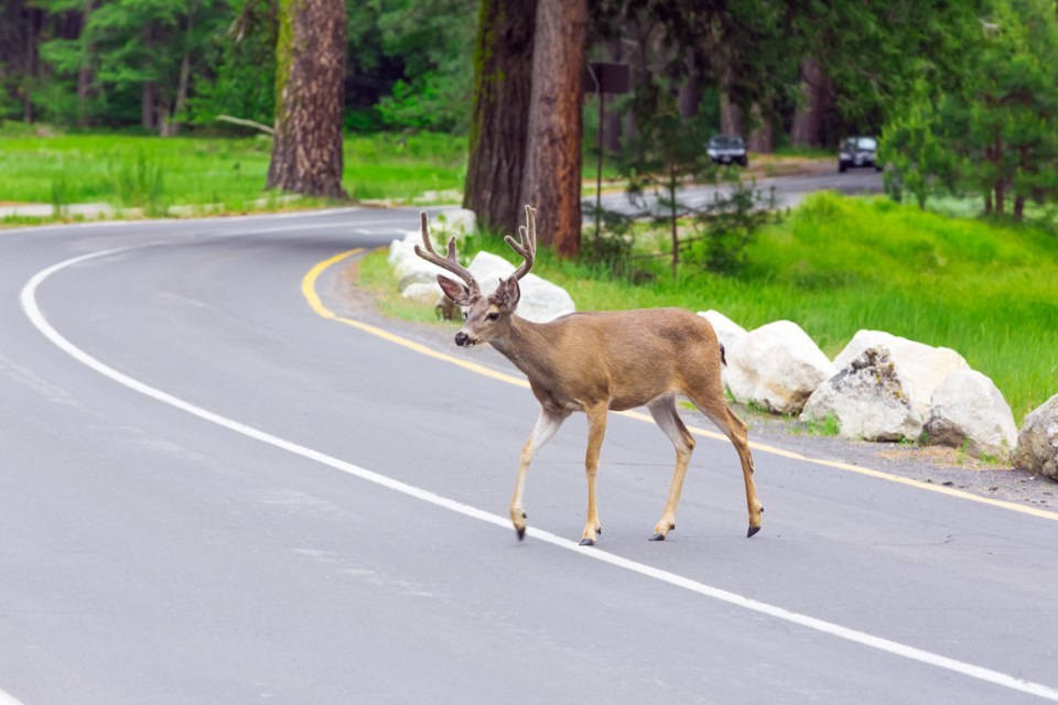 Deer crossing