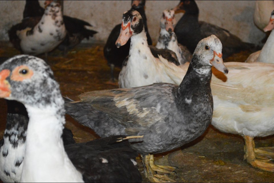 Close to 100 ducks need loving homes. To adopt a duck, visit the Ontario SPCA website. Photo provided