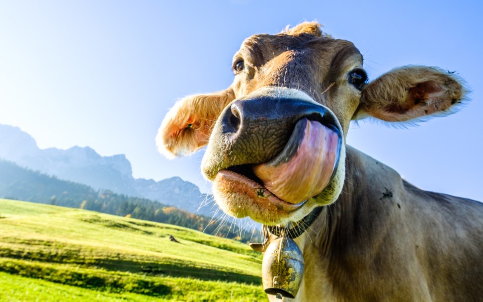 Holy cow! Herd of cattle on the loose in Hagar after act of 'mischief