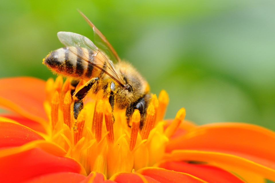 honeybee AdobeStock