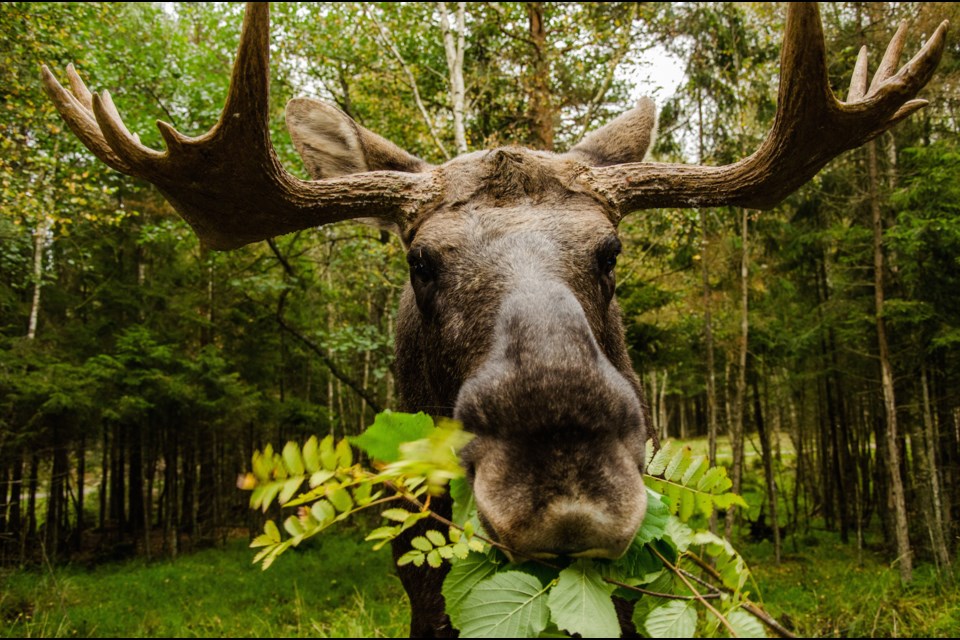 Moose season in the Thunder Bay area opens Oct. 13. (File).
