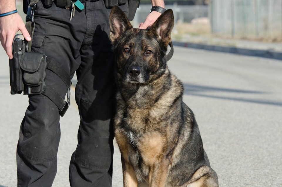 police dog AdobeStock
