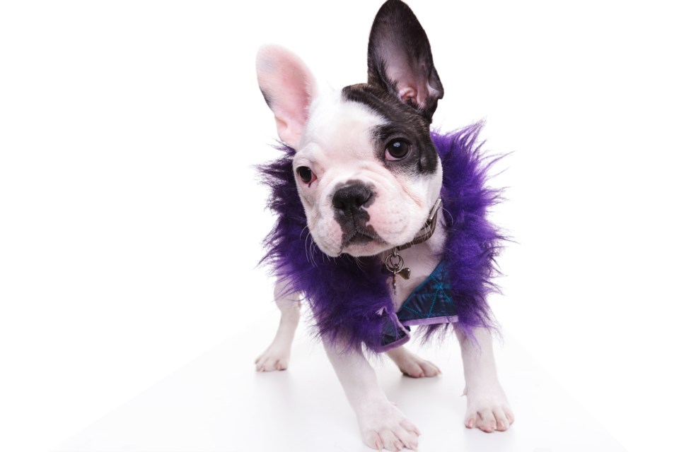 puppy in purple AdobeStock_135267916