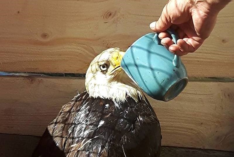 Rocky Bay First Nation eagle