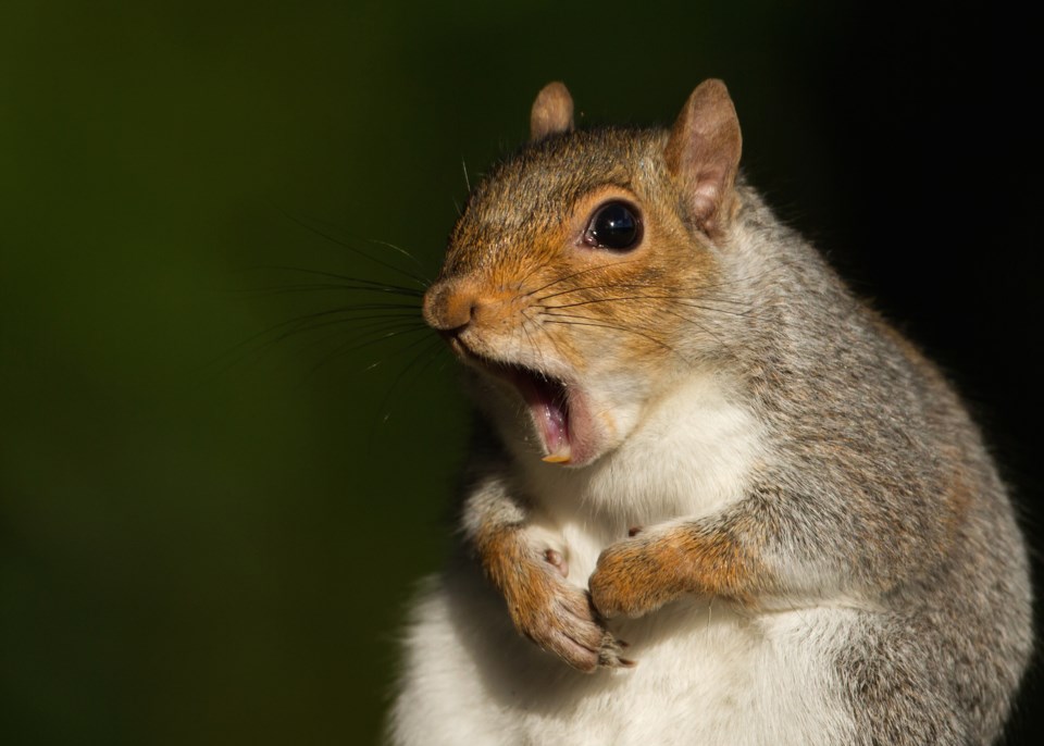 squirrel AdobeStock_119812360