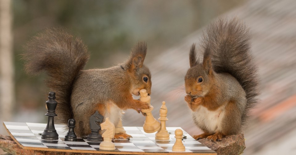 squirrels chess AdobeStock_141315846