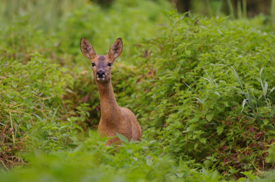 White-tailed deer