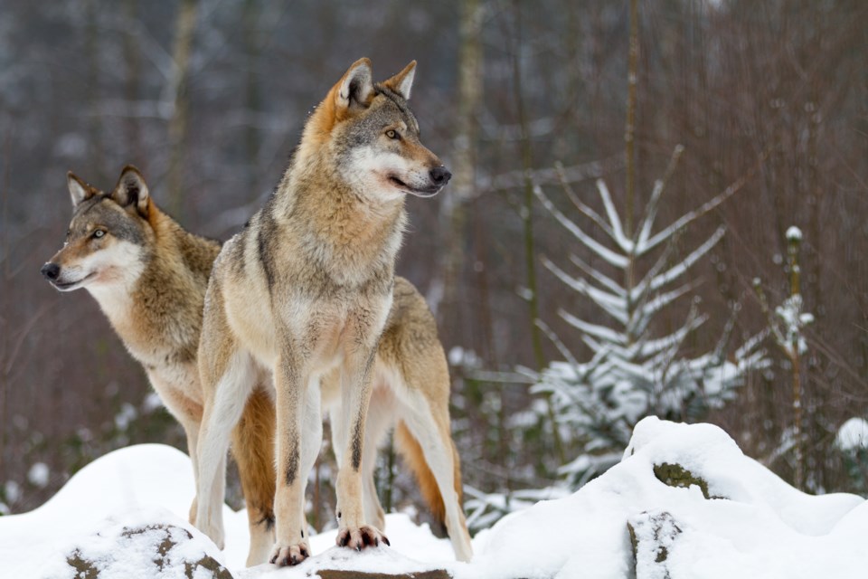 wolves shutterstock