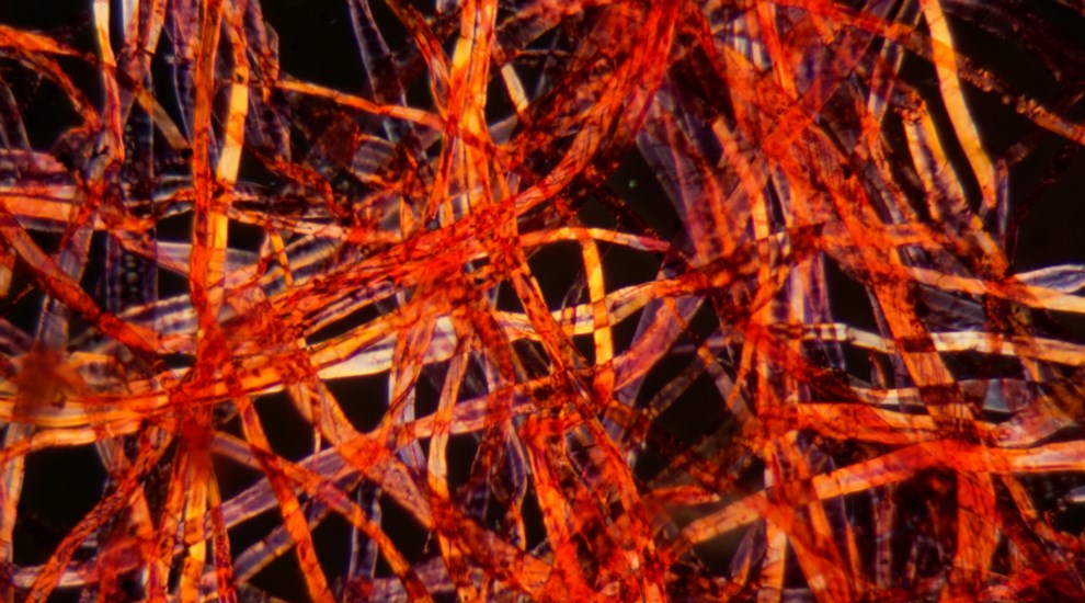 Microscopic photo of microfibres