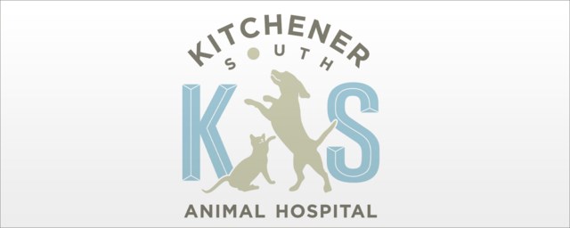 Kitchener South Animal Hospital: Kitchener Veterinary Services - CityNews  Kitchener